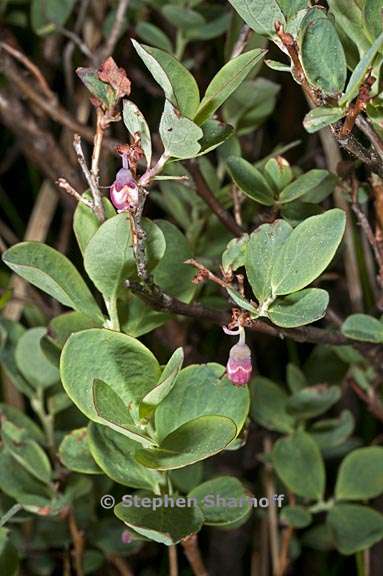 vaccinium uliginosum var occidentale 4 graphic